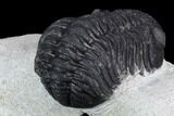 Morocops Trilobite - Visible Eye Facets #120081-5
